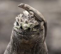 Marine Iguana